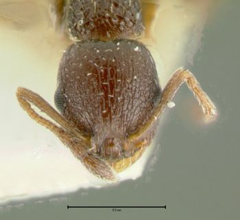Media type: image;   Entomology 21039 Aspect: head frontal view